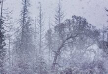 تساقط ثلوج كثيف يهدد حركة المرور في السويد: تحذيرات جديدة من هيئة الأرصاد Arabesch - أخبار عربية في أوروبا