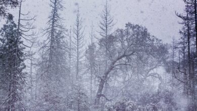 تساقط ثلوج كثيف يهدد حركة المرور في السويد: تحذيرات جديدة من هيئة الأرصاد Arabesch - أخبار عربية في أوروبا