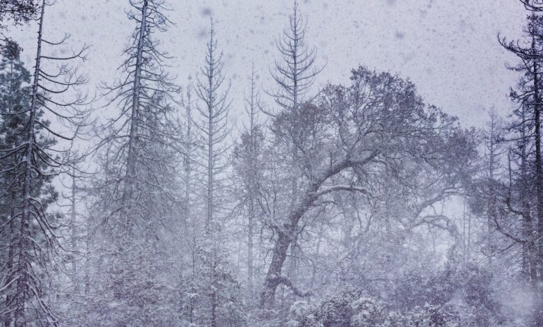 تساقط ثلوج كثيف يهدد حركة المرور في السويد: تحذيرات جديدة من هيئة الأرصاد Arabesch - أخبار عربية في أوروبا